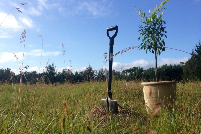 tree planting was voted out by our local Tories